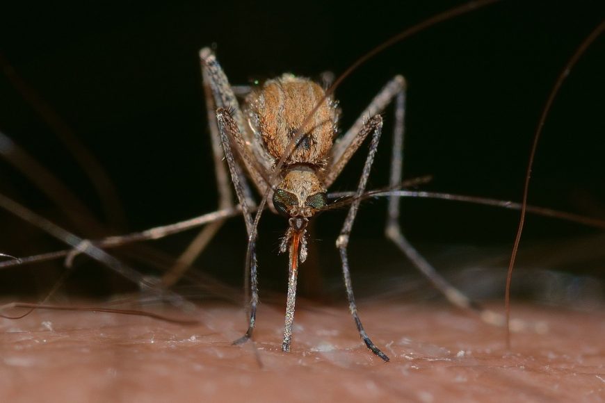 Malaria